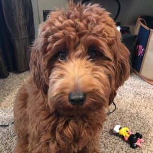 Meet your Posher, Madison